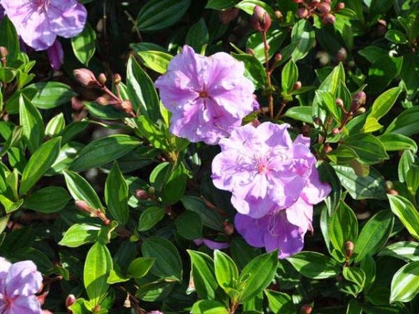 tibouchina-x_tibouchina-allure-1.jpg