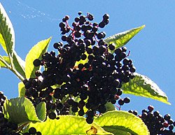 4_1_1_elderberries.jpg