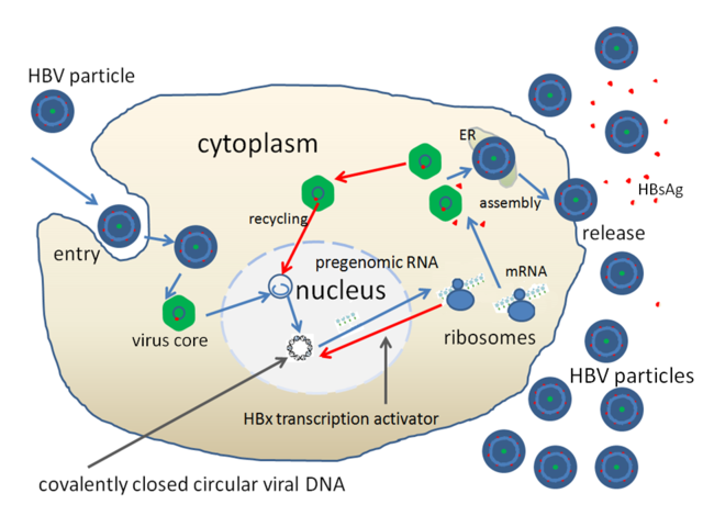 640px-HBV_replication.png