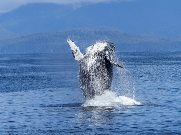 big eth whale.jpg