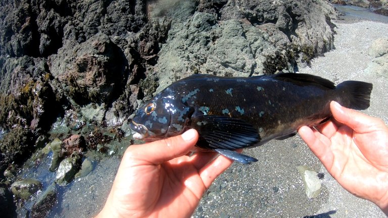 kelp greenling thumb nail.jpg