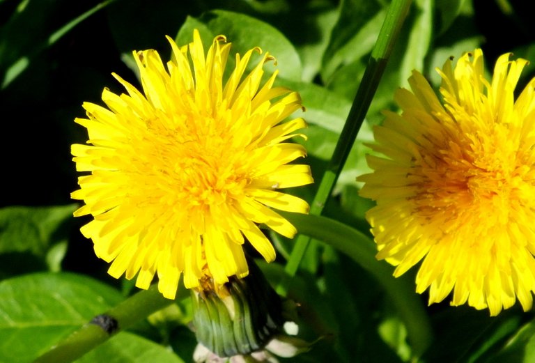 1178-9-Dandelions.jpg