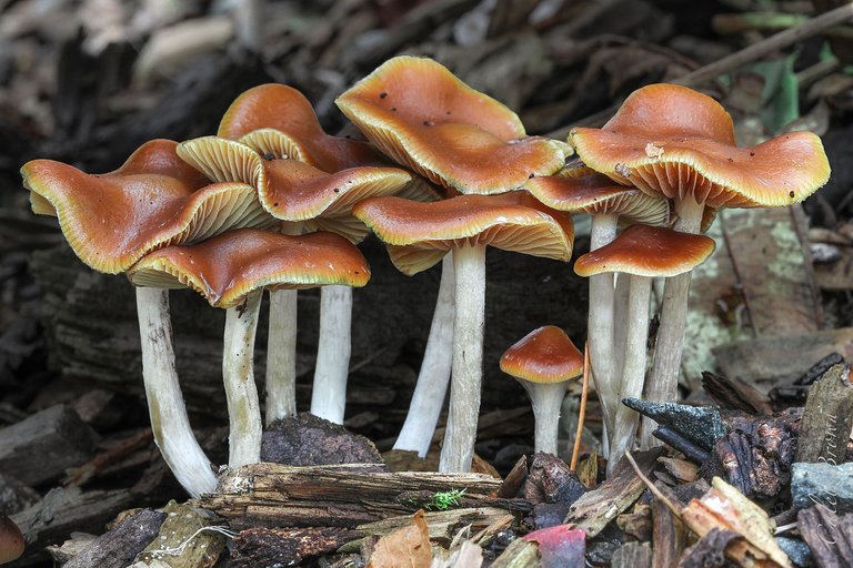 2013-10-22_Psilocybe_cyanescens_Wakef_378614.jpg