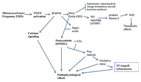 EMF-Pathways-600.jpg