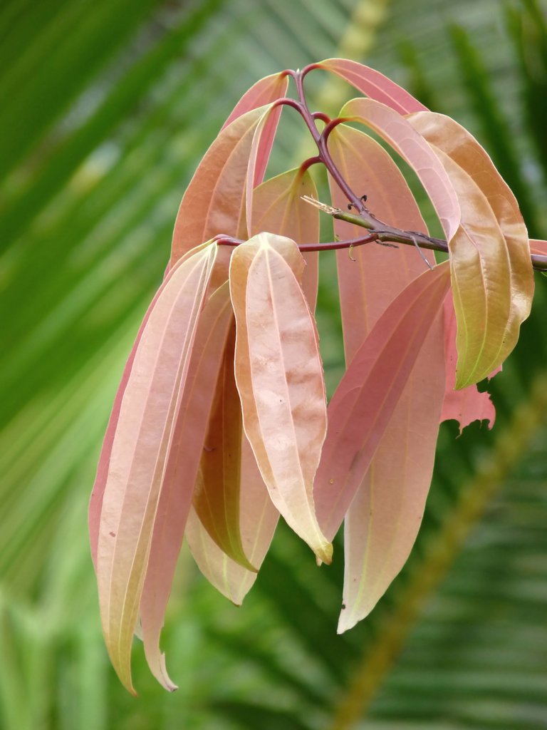 Cinnamomum_malabatrum_at_Kadavoor.jpg