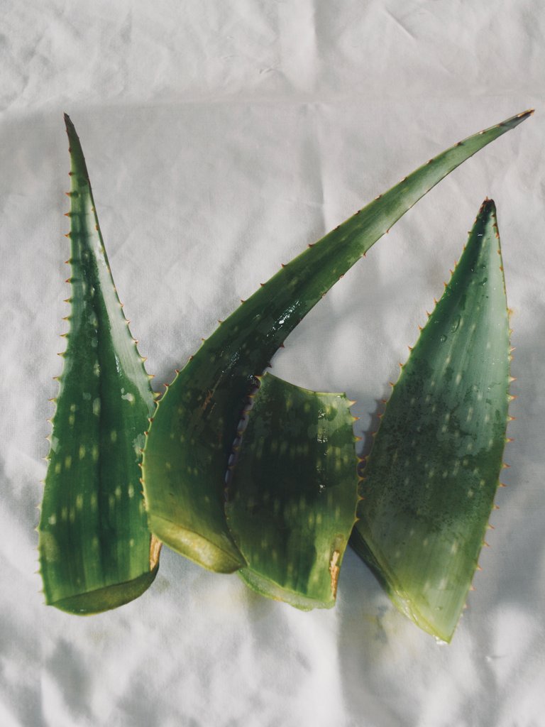 aloe.jpg