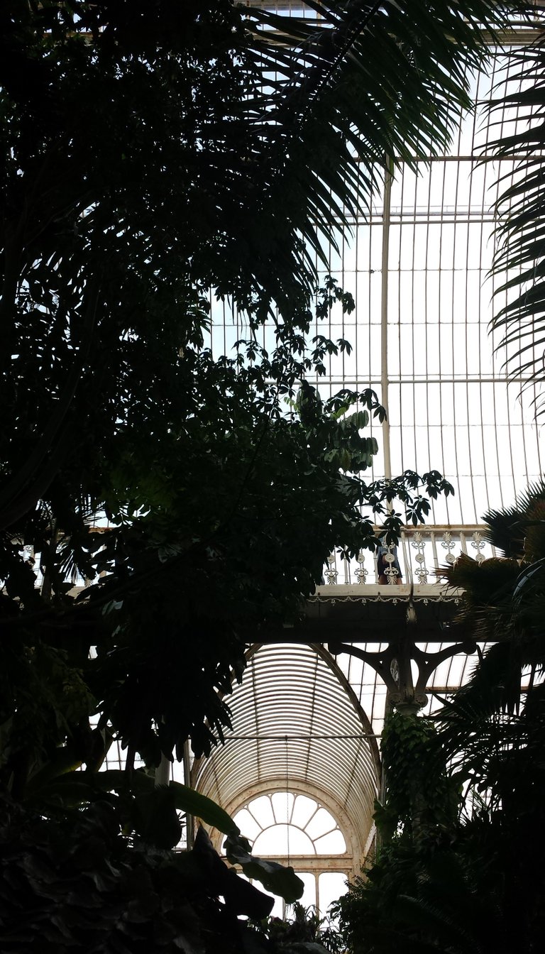 palm house roof 2.jpg