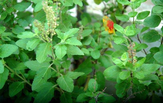 Tulsi.jpg