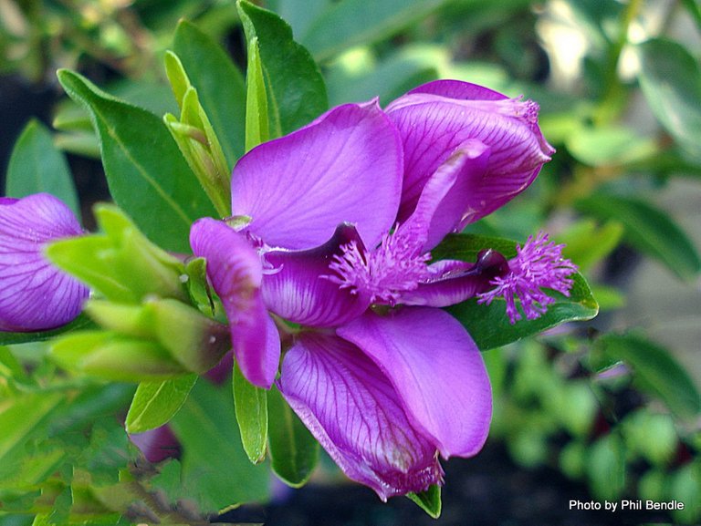 Polygala_Graniflora-4.JPG