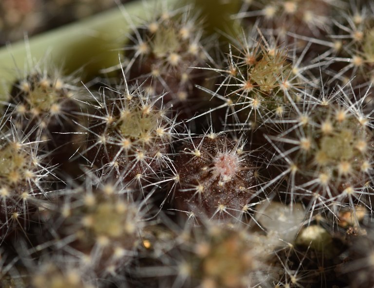 Notocactus mueller-melchersii babies 1.jpg