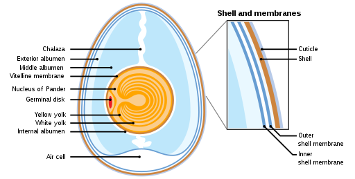 512px-Anatomy_of_an_amiotic_egg_labeled.svg.png