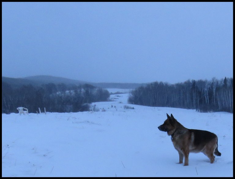 Bruno standing perfect in snow on hill.JPG