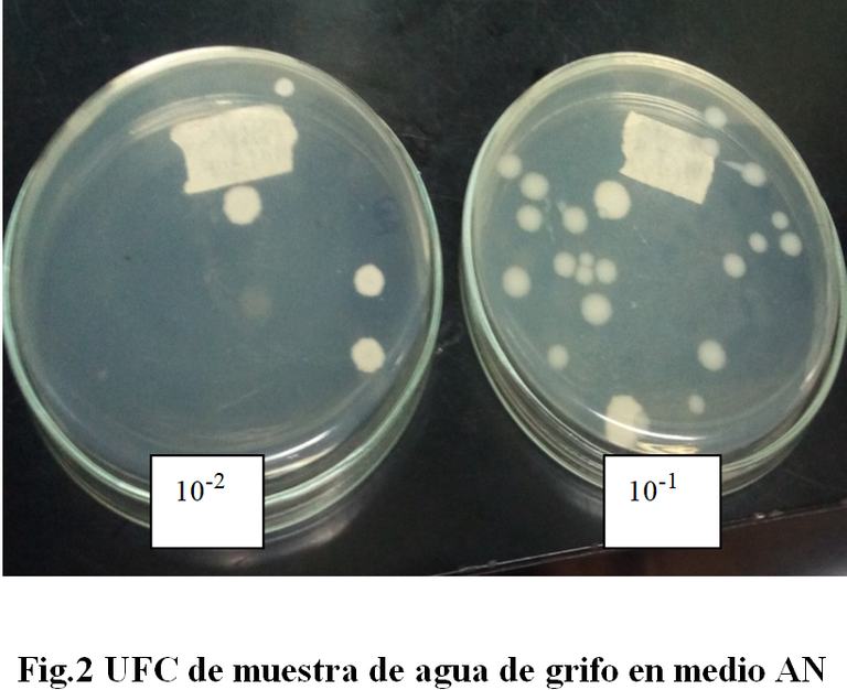 agar n1.png