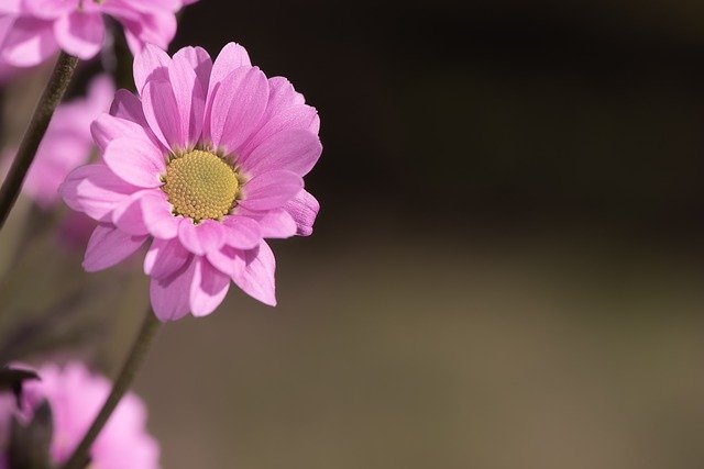 flower-3478734_640.jpg