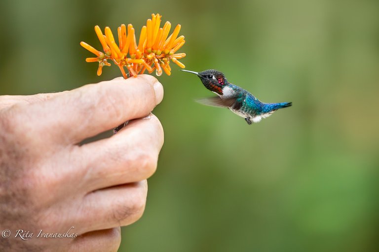 Bee hummingbird    credit Flick photo.jpg