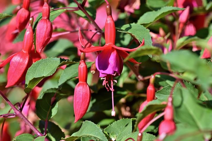 fuchsia-3563505__480.jpg