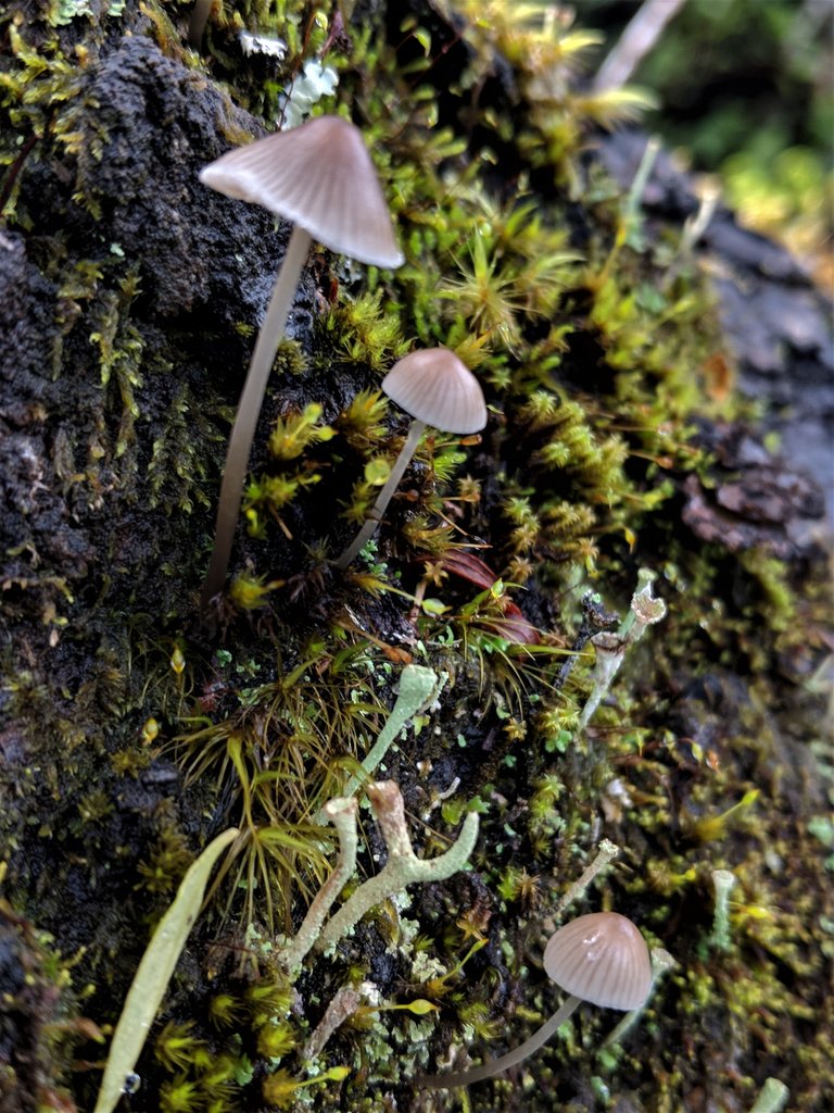 Mycena.jpg