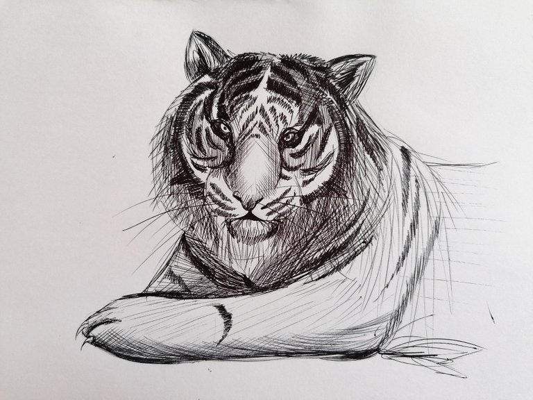 tiger pen (5).jpg