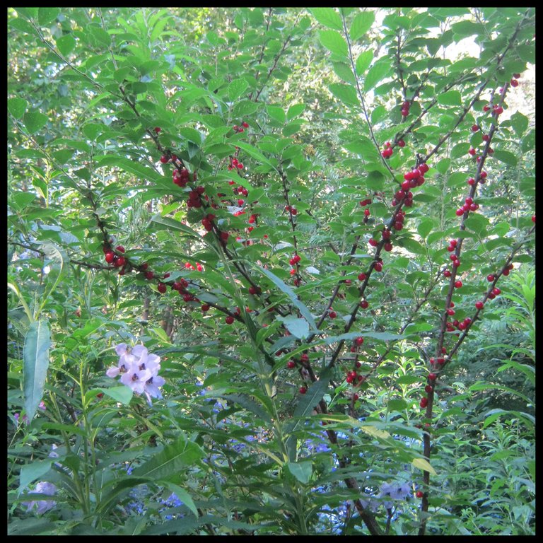 bush full of nanking cherries.JPG