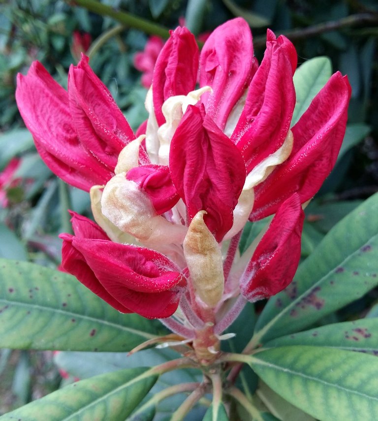 rhododendron buds.jpg