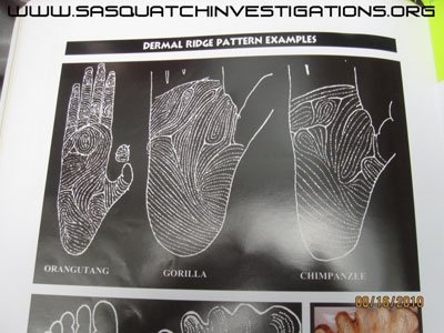 Dermal ridges compared.jpg