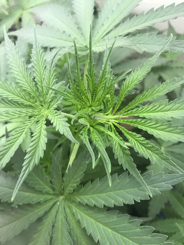 473285_medusa-dwc-led-4x2nirvanamedusa.jpg