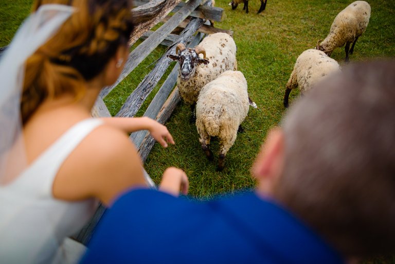 National Colonial Farm at Piscataway Park Photographer Mantas Kubilinskas-10.jpg