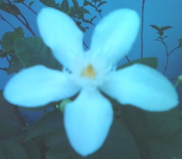 whiteflower6.jpg