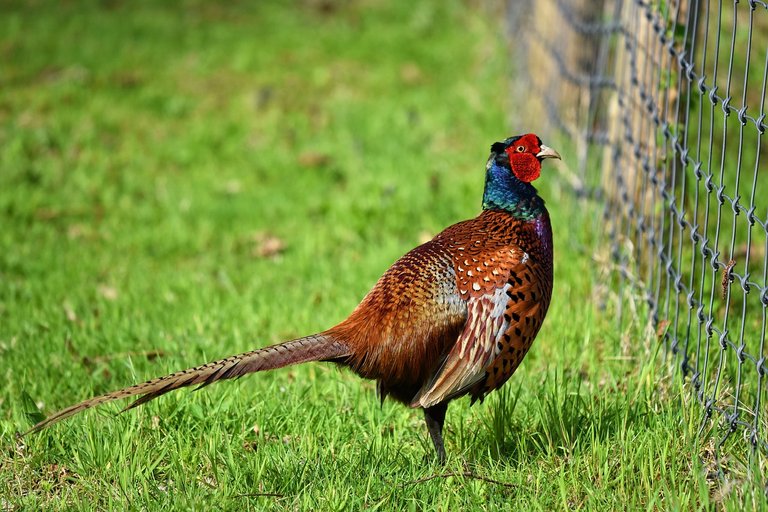 common-pheasant-3329094_1280.jpg