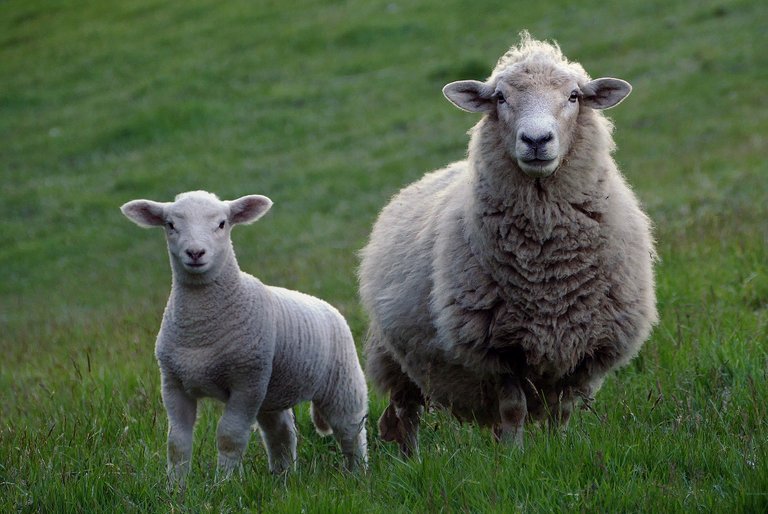 sheep-2625347_1920.jpg