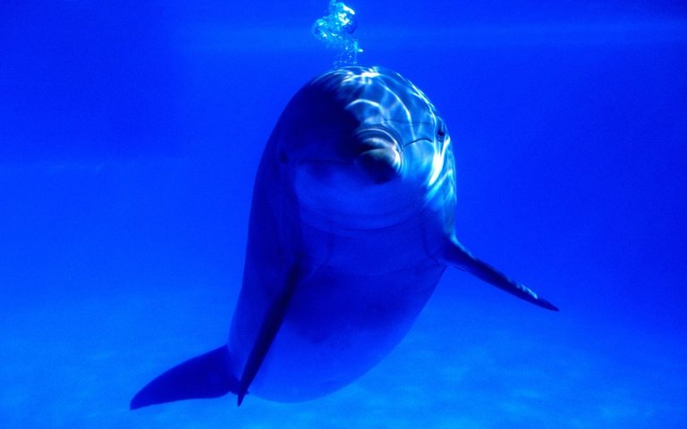 Delfin_Wallpapers.jpg