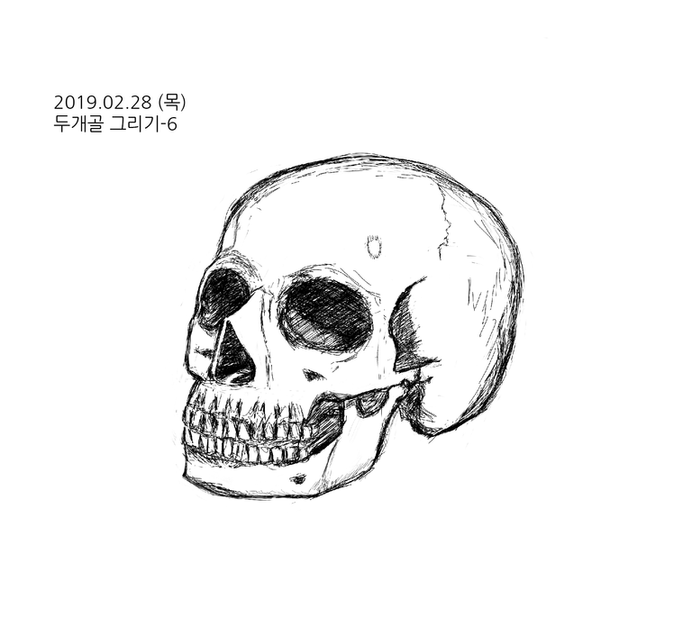 두개골그리기-6.png