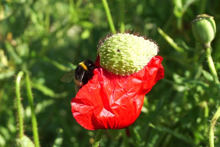 Bumblebee _opens_poppy_flower_-_Free_polls_for_all_03.jpg