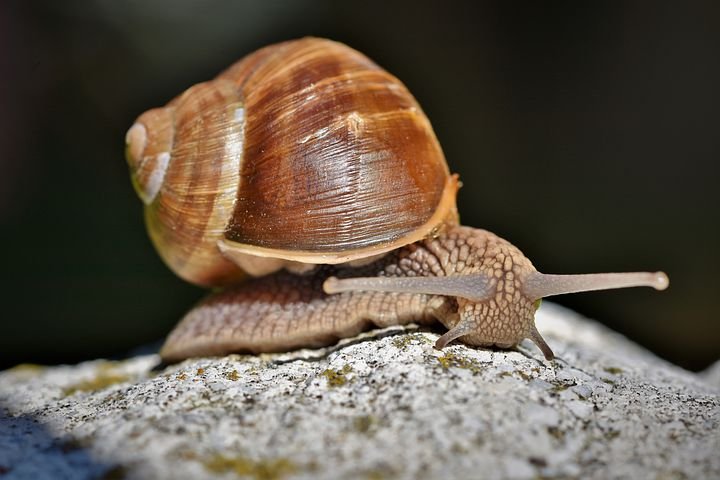 snail-4428838__480.jpg