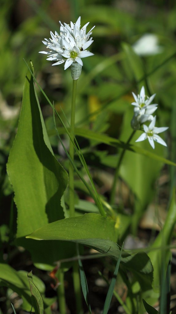 5700899438-wild-garlic (FILEminimizer).jpg