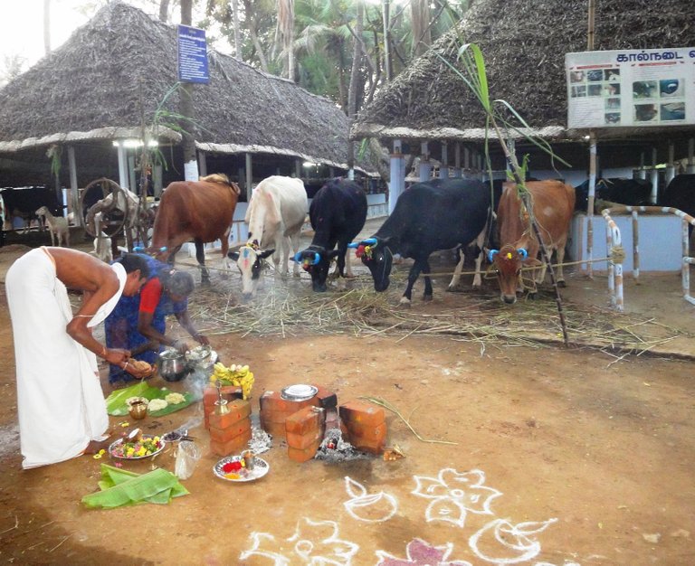 matu pongal.JPG