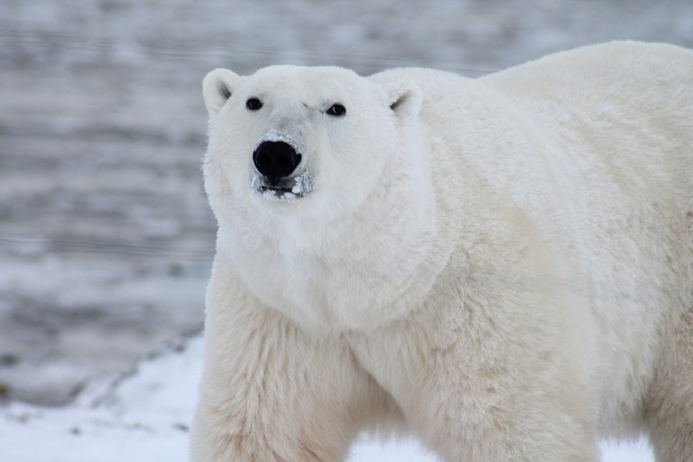 animal-polar-bear-predator-53425.jpg