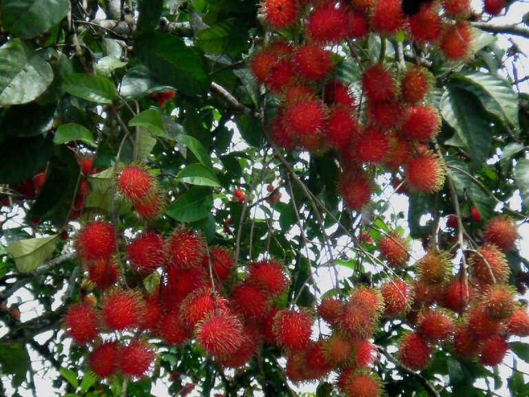 RAMBUTAN-CHIAPAS.jpg