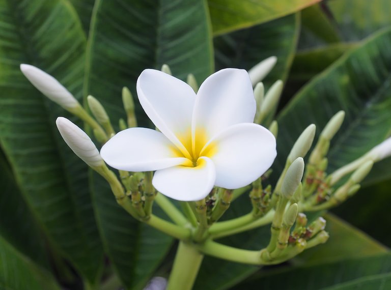 jessicaoutside.com-P8200059-frangipani-punta-sur-isla-mujeres-1200-90.jpg