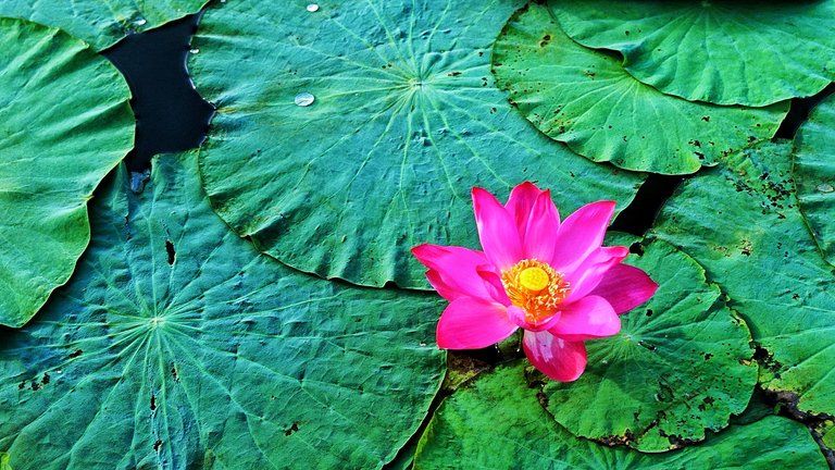 lily_rose_water_drops_leaves_33921_1920x1080-01.jpeg