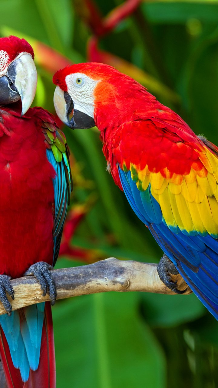 Pair_Of_Macaws-957e1a29-6b8f-312b-996f-d799ab596078.jpg