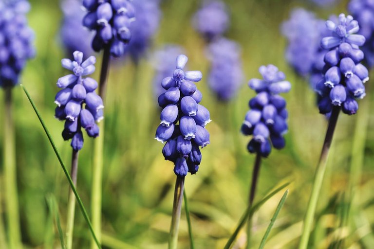 hyacinth-4398237_960_720.jpg