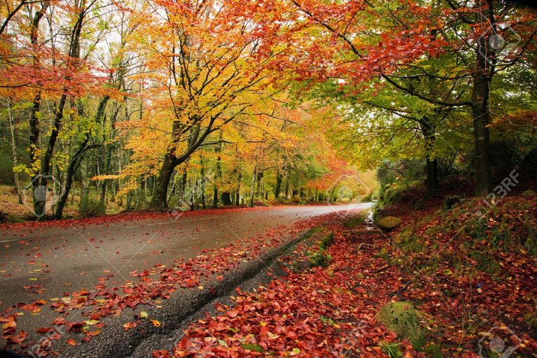 18749661-route-en-automne-bois-à-albergaria-da-mata-parc-national-de-geres-portugal.jpg