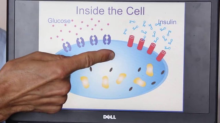 intramyocellular lipids.jpg