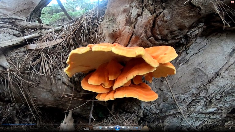 chicken of the woods.jpg