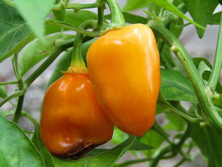 Habanero1.jpg