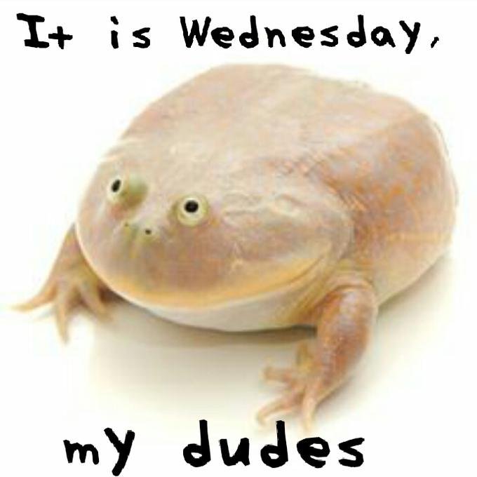 wednesday_frog.jpg