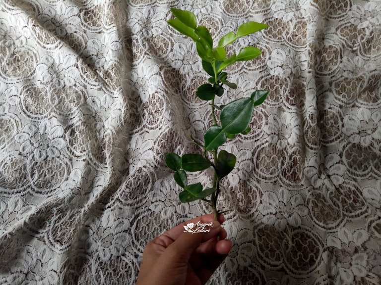 Kaffir Lime Leaves3.jpg