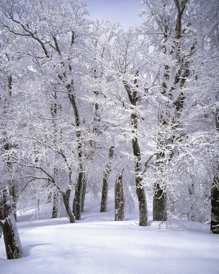 branch-cold-freezing-355403.jpg