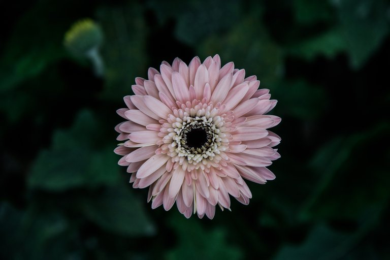 Photography of beautiful flowers in the daytime.jpg